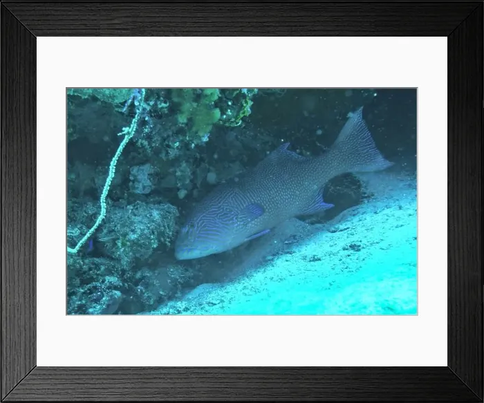 Framed Print : Grouper Fish, Grouper saltwater fish Deep Sea Exploration 2025 Framed Print : Grouper Fish, Grouper saltwater fish Deep Sea Exploration 2025