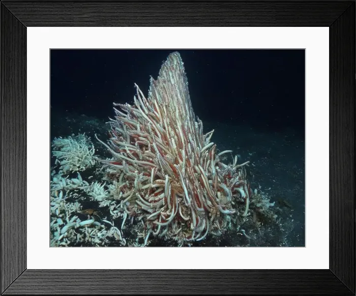 Framed Print : Giant Tube Worms Riftia pachyptila Siboglinidae in Hydrothermal vent Deep Sea Exploration 2025