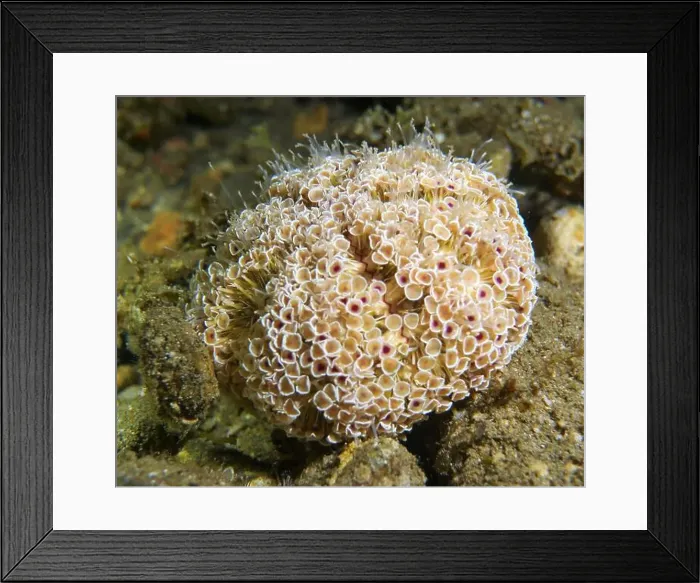 Framed Print : Echinoderms, Deep Sea Exploration 2025 Framed Print : Echinoderms, Deep Sea Exploration 2025