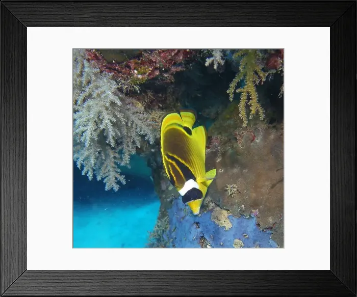 Framed Print : Butterflyfish, Deep Sea Exploration 2025 Framed Print : Butterflyfish, Deep Sea Exploration 2025