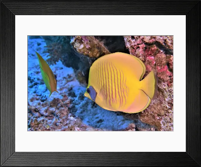 Framed Print : Butterflyfish, Deep Sea Exploration 2025 Framed Print : Butterflyfish, Deep Sea Exploration 2025