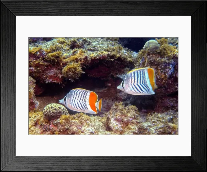 Framed Print : Butterflyfish, Deep Sea Exploration 2025 Framed Print : Butterflyfish, Deep Sea Exploration 2025