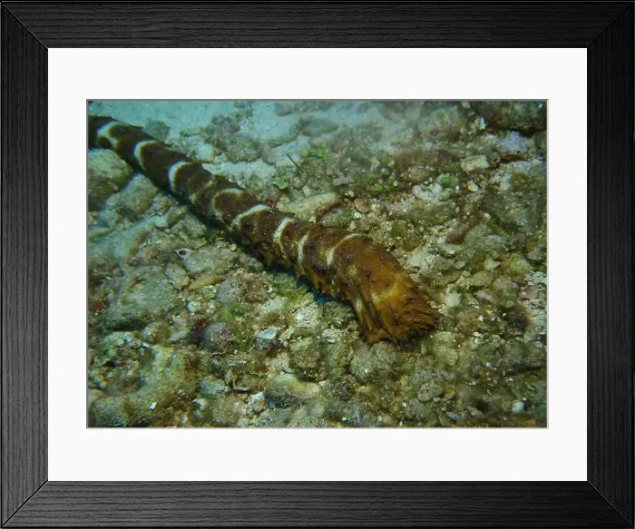 Framed Print : Echinoderms, Deep Sea Exploration 2025 Framed Print : Echinoderms, Deep Sea Exploration 2025
