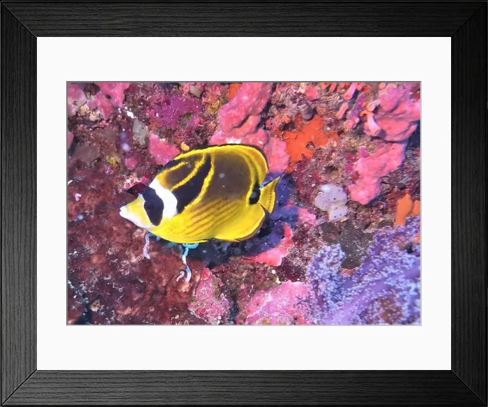 Framed Print : Butterflyfish, Deep Sea Exploration 2025 Framed Print : Butterflyfish, Deep Sea Exploration 2025