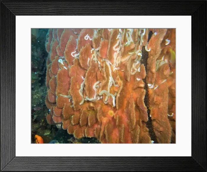 Framed Print : Echinoderms, Deep Sea Exploration 2025 Framed Print : Echinoderms, Deep Sea Exploration 2025