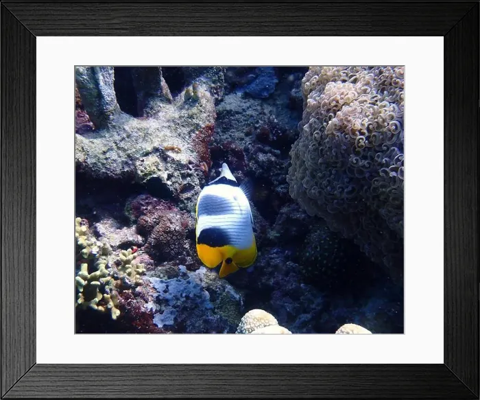 Framed Print : Butterflyfish, Deep Sea Exploration 2025 Framed Print : Butterflyfish, Deep Sea Exploration 2025