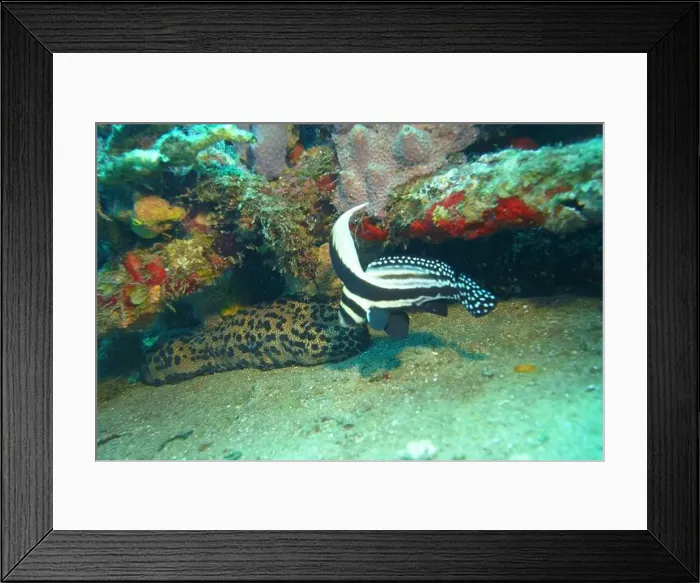 Framed Print : Echinoderms, Deep Sea Exploration 2025 Framed Print : Echinoderms, Deep Sea Exploration 2025