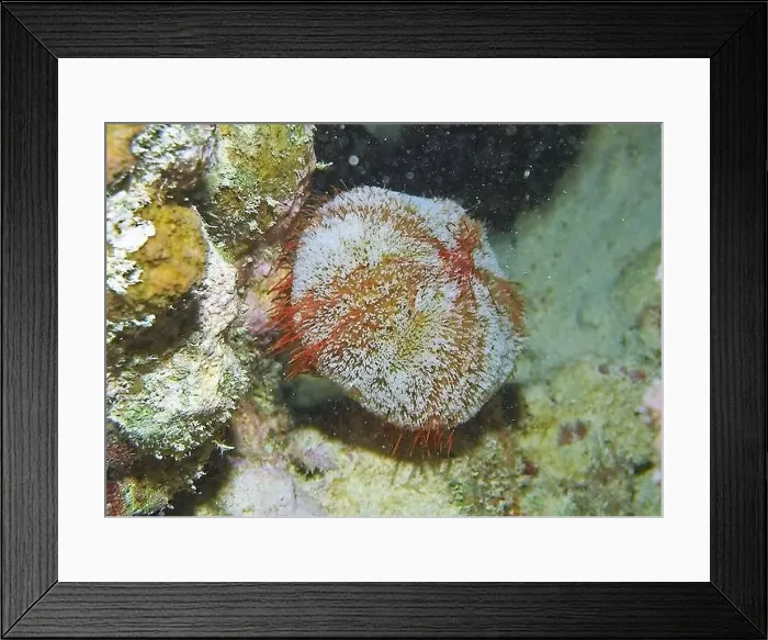 Framed Print : Echinoderms, Deep Sea Exploration 2025 Framed Print : Echinoderms, Deep Sea Exploration 2025