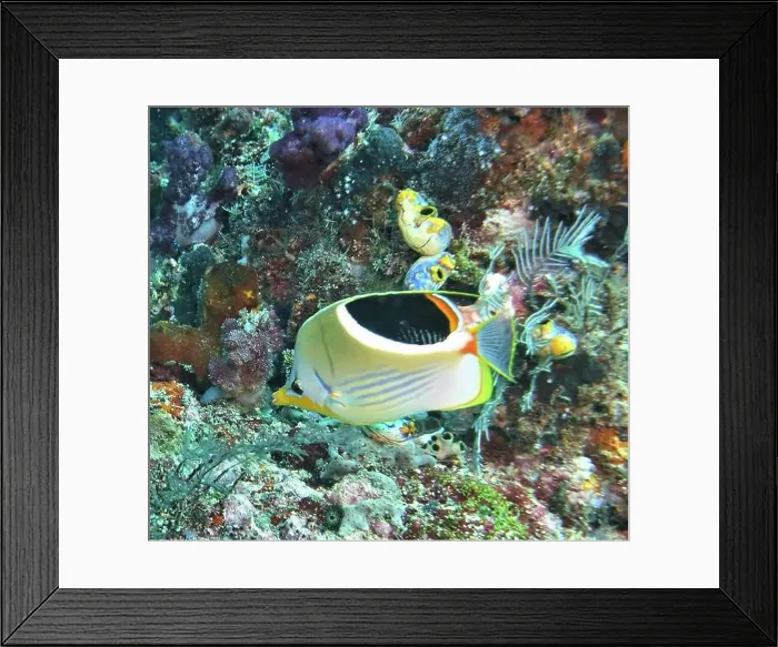 Framed Print : Butterflyfish, Deep Sea Exploration 2025 Framed Print : Butterflyfish, Deep Sea Exploration 2025