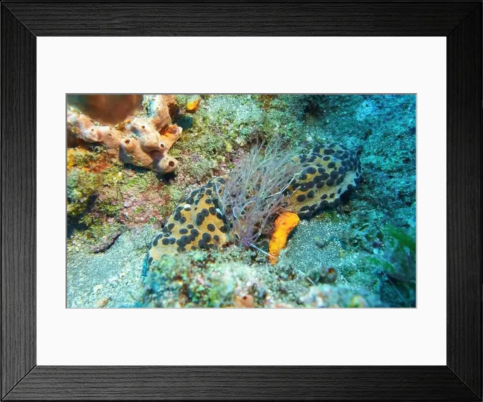 Framed Print : Echinoderms, Deep Sea Exploration 2025 Framed Print : Echinoderms, Deep Sea Exploration 2025