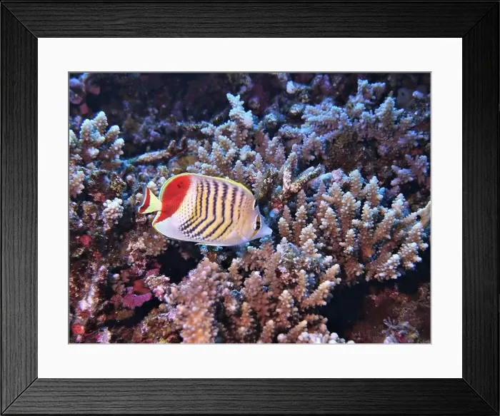 Framed Print : Butterflyfish, Deep Sea Exploration 2025 Framed Print : Butterflyfish, Deep Sea Exploration 2025