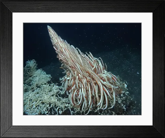 Framed Print : Giant Tube Worms Riftia pachyptila Siboglinidae in Hydrothermal vent Deep Sea Exploration 2025 Framed Print : Giant Tube Worms Riftia pachyptila Siboglinidae in Hydrothermal vent Deep Sea Exploration 2025