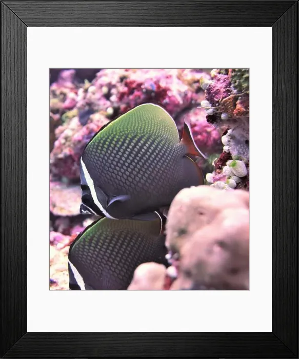 Framed Print : Butterflyfish, Deep Sea Exploration 2025 Framed Print : Butterflyfish, Deep Sea Exploration 2025