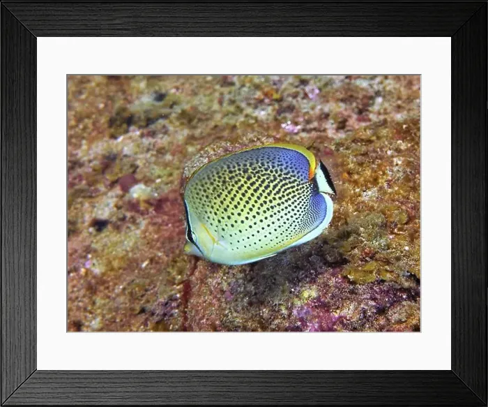 Framed Print : Butterflyfish, Deep Sea Exploration 2025 Framed Print : Butterflyfish, Deep Sea Exploration 2025