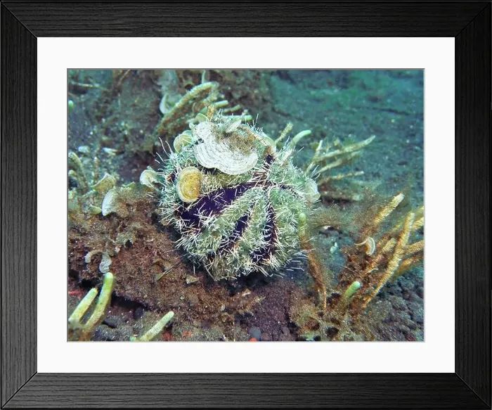 Framed Print : Echinoderms, Deep Sea Exploration 2025 Framed Print : Echinoderms, Deep Sea Exploration 2025
