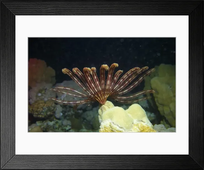 Framed Print : Echinoderms, Deep Sea Exploration 2025 Framed Print : Echinoderms, Deep Sea Exploration 2025