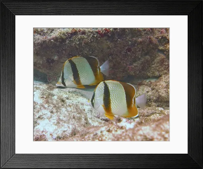 Framed Print : Butterflyfish, Deep Sea Exploration 2025 Framed Print : Butterflyfish, Deep Sea Exploration 2025