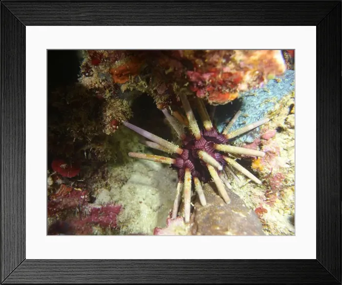 Framed Print : Echinoderms, Deep Sea Exploration 2025 Framed Print : Echinoderms, Deep Sea Exploration 2025