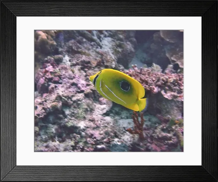Framed Print : Butterflyfish, Deep Sea Exploration 2025 Framed Print : Butterflyfish, Deep Sea Exploration 2025