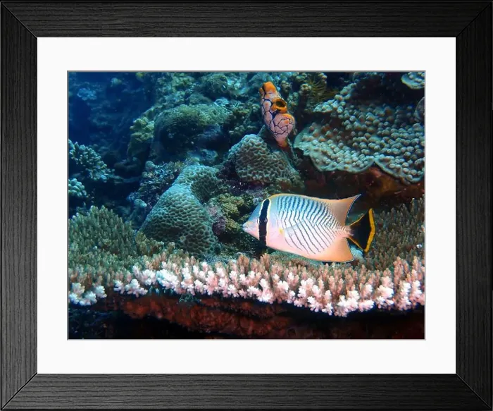 Framed Print : Butterflyfish, Deep Sea Exploration 2025 Framed Print : Butterflyfish, Deep Sea Exploration 2025