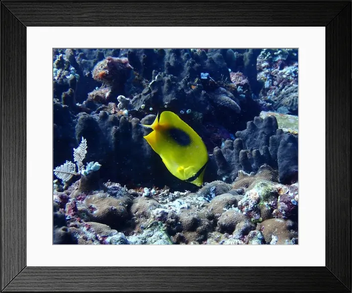 Framed Print : Butterflyfish, Deep Sea Exploration 2025