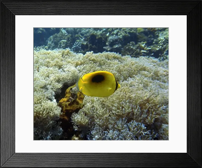 Framed Print : Butterflyfish, Deep Sea Exploration 2025 Framed Print : Butterflyfish, Deep Sea Exploration 2025