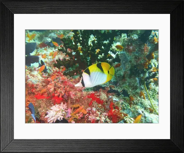 Framed Print : Butterflyfish, Deep Sea Exploration 2025 Framed Print : Butterflyfish, Deep Sea Exploration 2025
