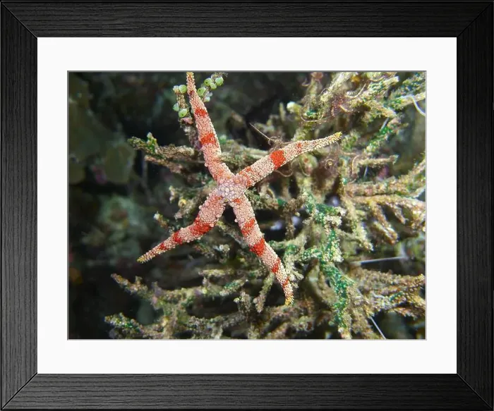 Framed Print : Echinoderms, Deep Sea Exploration 2025 Framed Print : Echinoderms, Deep Sea Exploration 2025