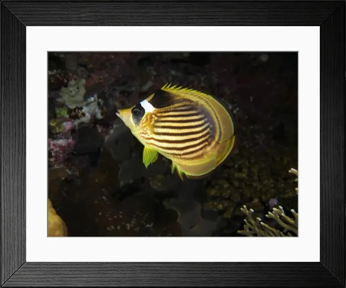 Framed Print : Butterflyfish, Deep Sea Exploration 2025 Framed Print : Butterflyfish, Deep Sea Exploration 2025