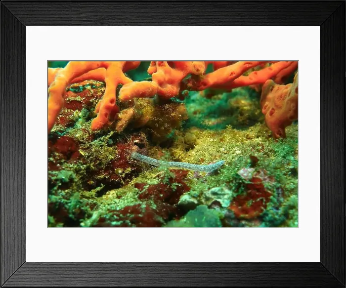 Framed Print : Echinoderms, Deep Sea Exploration 2025 Framed Print : Echinoderms, Deep Sea Exploration 2025