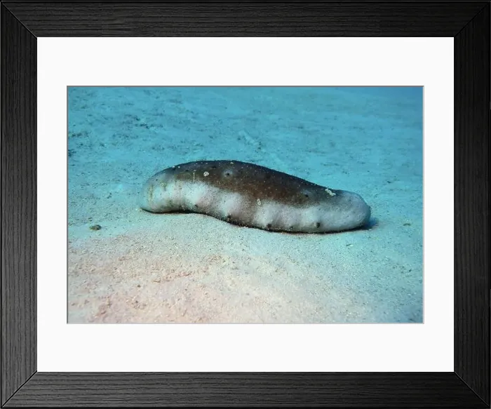 Framed Print : Echinoderms, Deep Sea Exploration 2025 Framed Print : Echinoderms, Deep Sea Exploration 2025