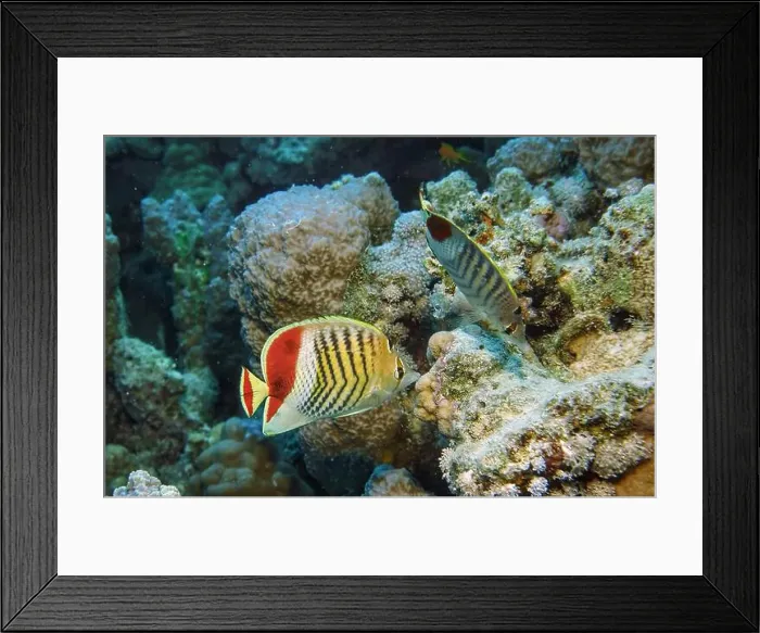 Framed Print : Butterflyfish, Deep Sea Exploration 2025 Framed Print : Butterflyfish, Deep Sea Exploration 2025
