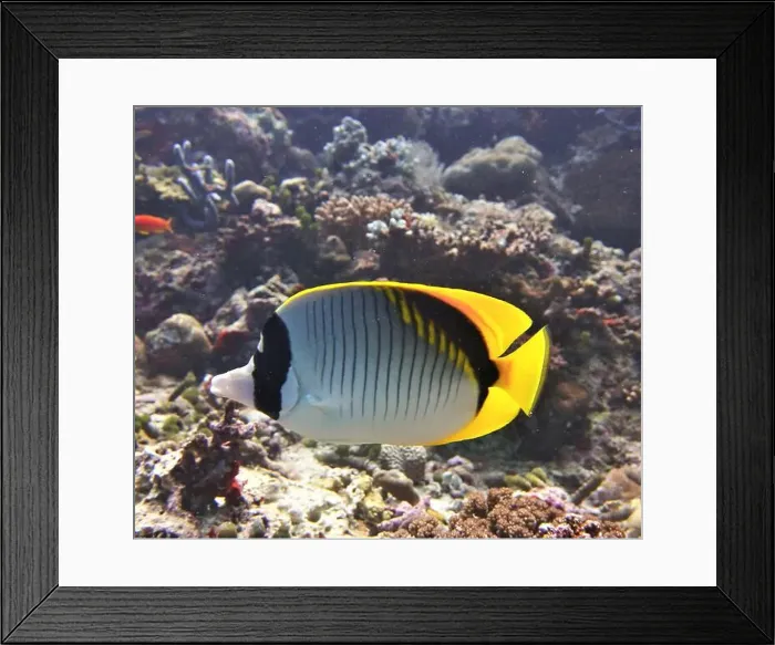 Framed Print : Butterflyfish, Deep Sea Exploration 2025 Framed Print : Butterflyfish, Deep Sea Exploration 2025