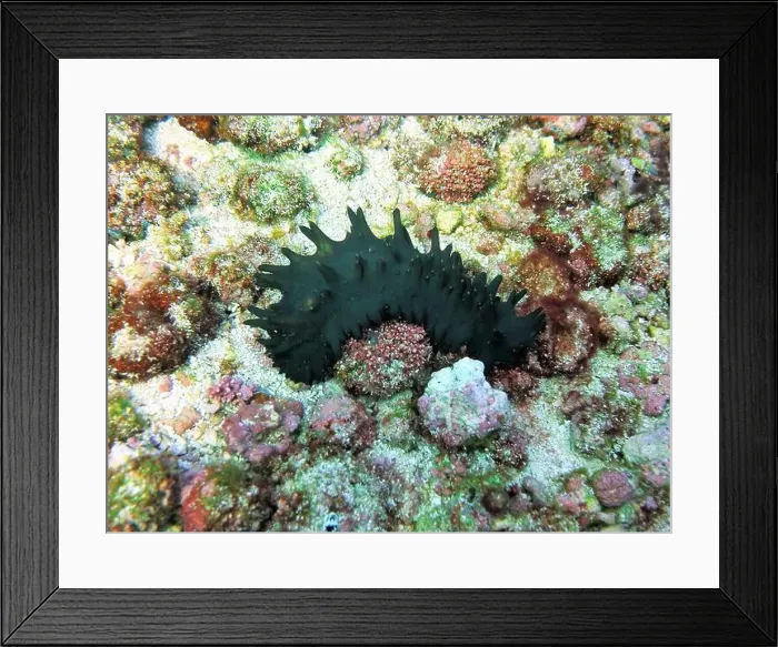 Framed Print : Echinoderms, Deep Sea Exploration 2025 Framed Print : Echinoderms, Deep Sea Exploration 2025
