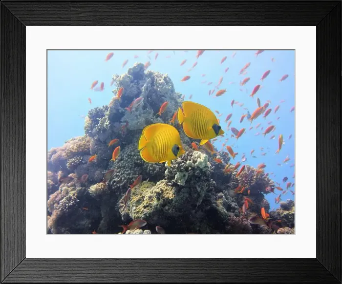 Framed Print : Butterflyfish, Deep Sea Exploration 2025 Framed Print : Butterflyfish, Deep Sea Exploration 2025