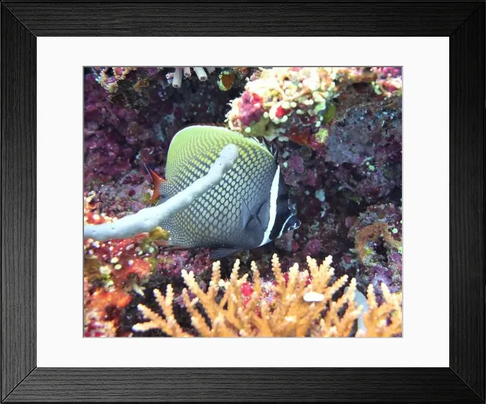 Framed Print : Butterflyfish, Deep Sea Exploration 2025 Framed Print : Butterflyfish, Deep Sea Exploration 2025