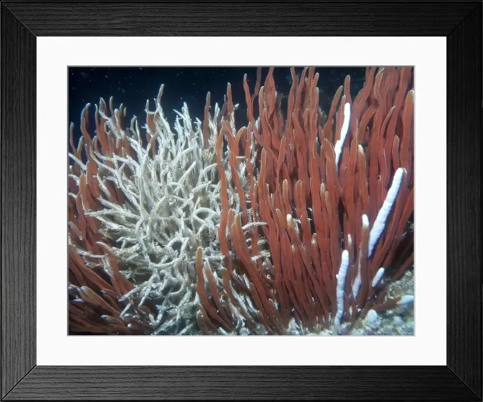 Framed Print : Giant Tube Worms Riftia pachyptila Siboglinidae in Hydrothermal vent Deep Sea Exploration 2025