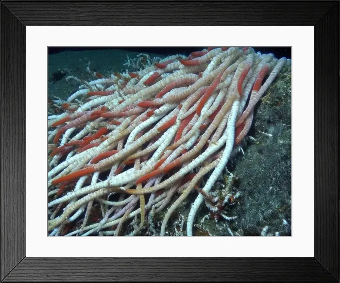Framed Print : Giant Tube Worms Riftia pachyptila Siboglinidae in Hydrothermal vent Deep Sea Exploration 2025 Framed Print : Giant Tube Worms Riftia pachyptila Siboglinidae in Hydrothermal vent Deep Sea Exploration 2025