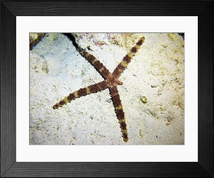 Framed Print : Echinoderms, Deep Sea Exploration 2025 Framed Print : Echinoderms, Deep Sea Exploration 2025