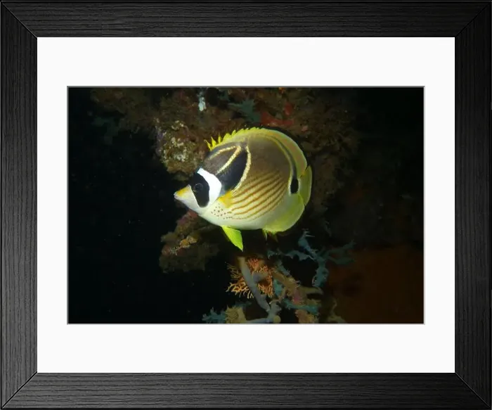 Framed Print : Butterflyfish, Deep Sea Exploration 2025 Framed Print : Butterflyfish, Deep Sea Exploration 2025