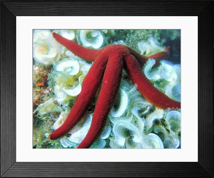 Framed Print : Echinoderms, Deep Sea Exploration 2025 Framed Print : Echinoderms, Deep Sea Exploration 2025