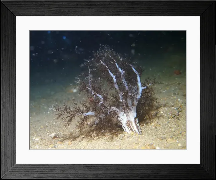 Framed Print : Echinoderms, Deep Sea Exploration 2025 Framed Print : Echinoderms, Deep Sea Exploration 2025