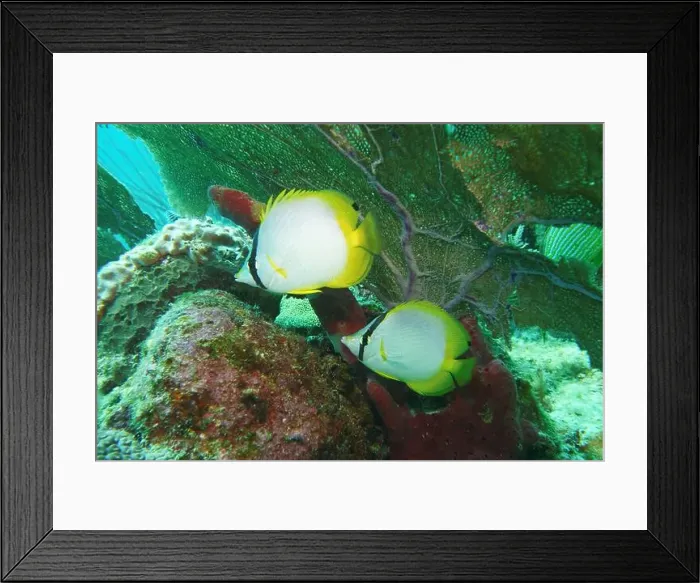 Framed Print : Butterflyfish, Deep Sea Exploration 2025 Framed Print : Butterflyfish, Deep Sea Exploration 2025