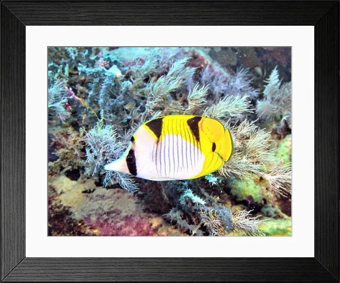 Framed Print : Butterflyfish, Deep Sea Exploration 2025 Framed Print : Butterflyfish, Deep Sea Exploration 2025