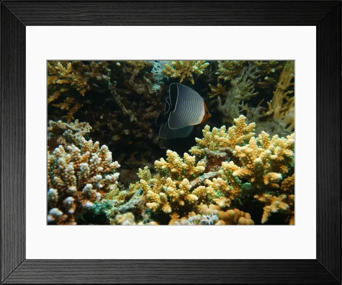 Framed Print : Butterflyfish, Deep Sea Exploration 2025 Framed Print : Butterflyfish, Deep Sea Exploration 2025