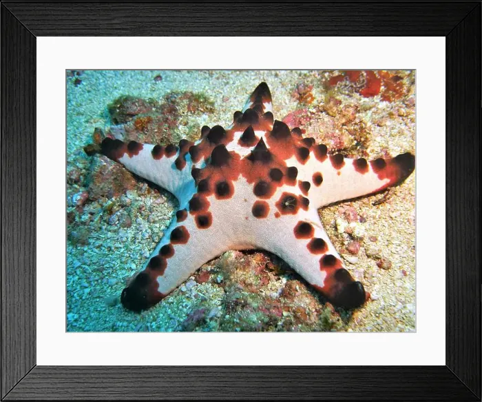 Framed Print : Echinoderms, Deep Sea Exploration 2025 Framed Print : Echinoderms, Deep Sea Exploration 2025