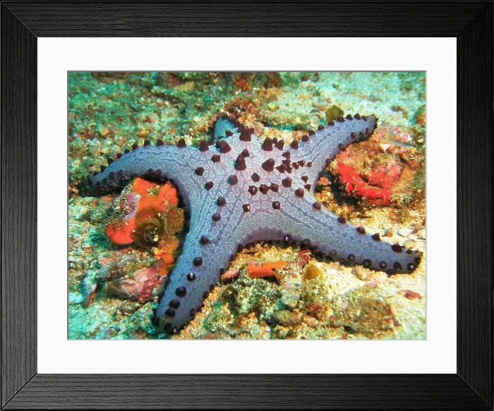 Framed Print : Echinoderms, Deep Sea Exploration 2025 Framed Print : Echinoderms, Deep Sea Exploration 2025