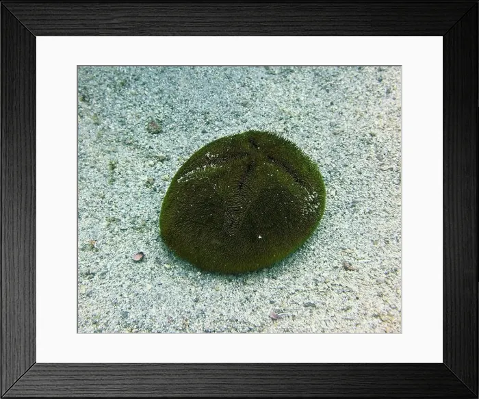 Framed Print : Echinoderms, Deep Sea Exploration 2025 Framed Print : Echinoderms, Deep Sea Exploration 2025