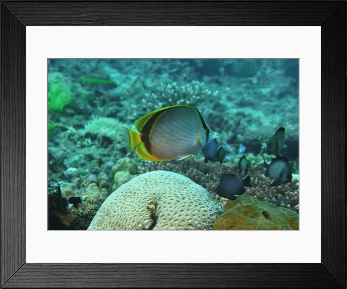 Framed Print : Butterflyfish, Deep Sea Exploration 2025
