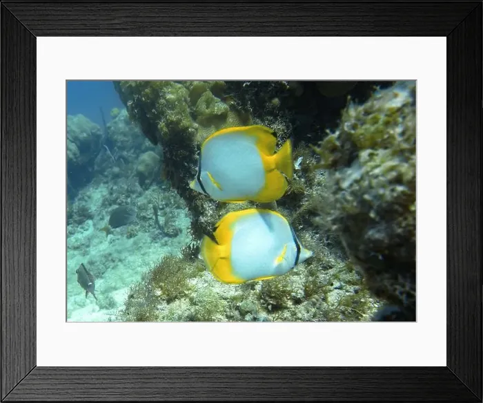 Framed Print : Butterflyfish, Deep Sea Exploration 2025
